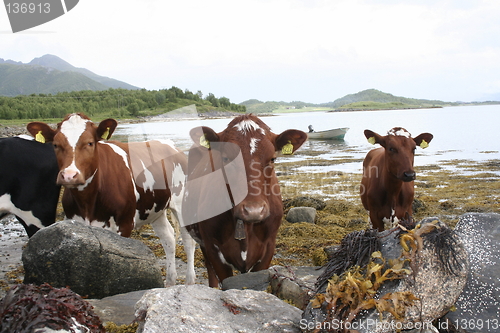 Image of NRF cows