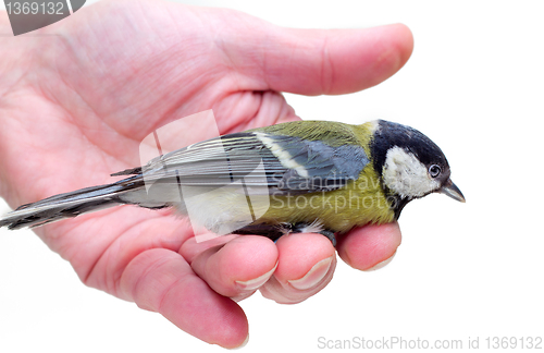 Image of The titmouse  sitting  on a hand 2