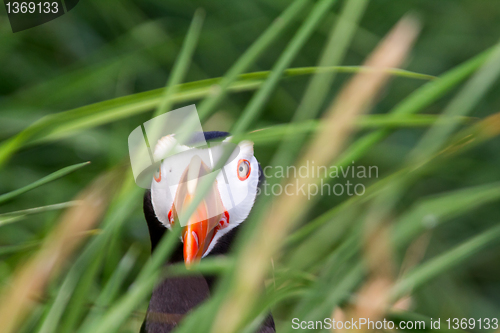 Image of puffin In the grass sea (Fratercula) 2
