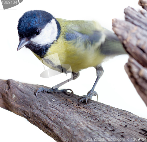 Image of Great Tit, Parus Major