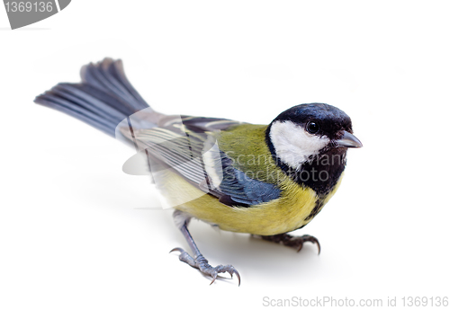 Image of Titmouse 9