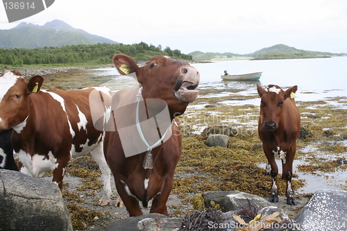 Image of cows in a gap