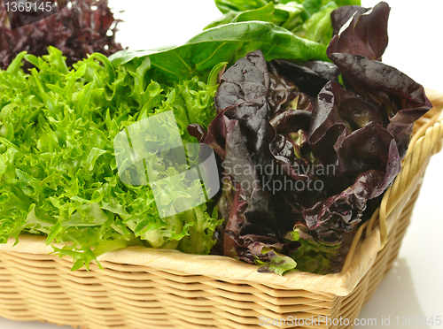 Image of fresh salad leaves assortment 