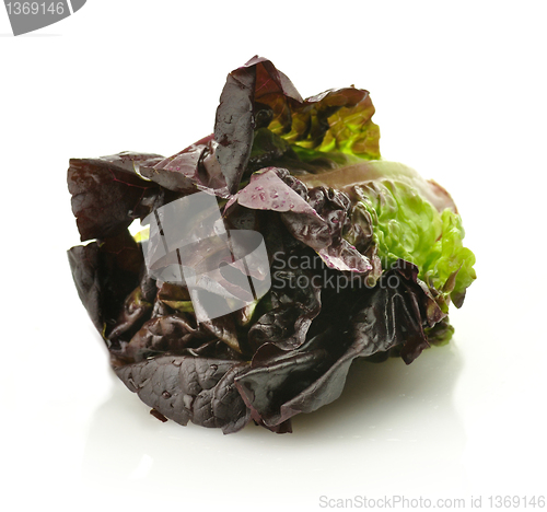 Image of red lettuce 