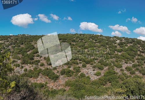 Image of Green hill covered with bushes