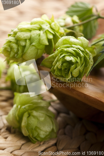 Image of Hop cone and leaves