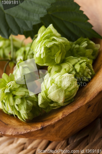 Image of Hop cone and leaves