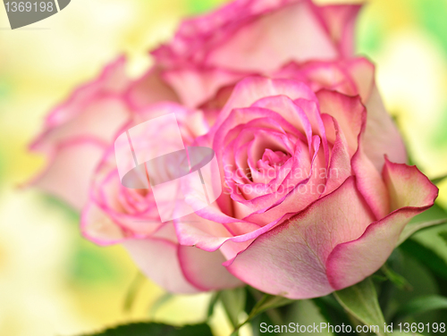 Image of fresh pink roses 