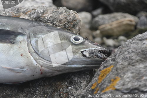 Image of dead fish