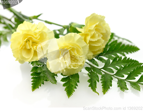 Image of Yellow carnation flowers