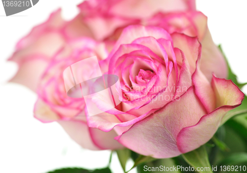 Image of pink roses