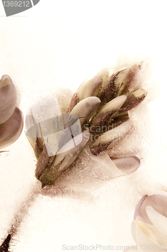 Image of Frozen flowers. blossoms in the ice cube