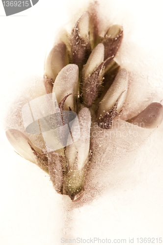 Image of Frozen flowers. blossoms in the ice cube