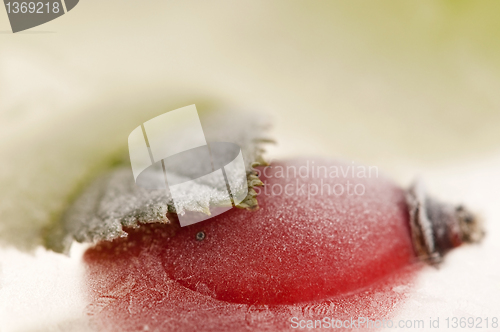 Image of Frozen rose hips