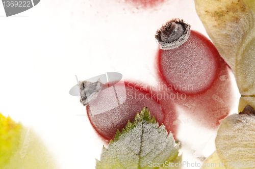 Image of Frozen rose hips