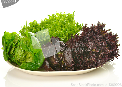 Image of fresh salad leaves assortment on a plate 