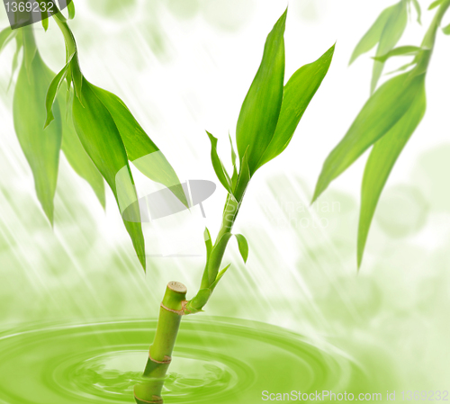 Image of Bamboo in a water 