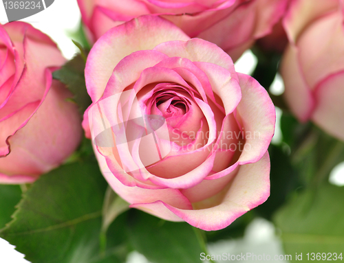 Image of fresh pink roses close up