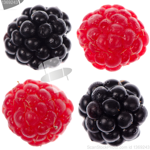 Image of Four raspberry and blackberry