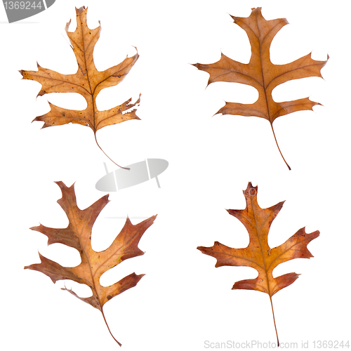 Image of Four fall leaves