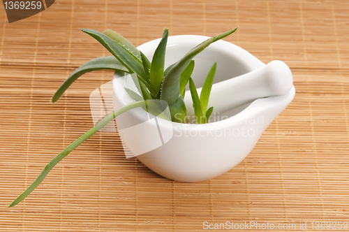 Image of Aloe vera - herbal medicine 