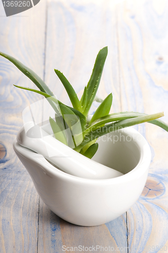 Image of Aloe vera - herbal medicine 