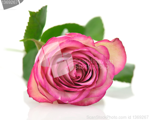 Image of pink rose 