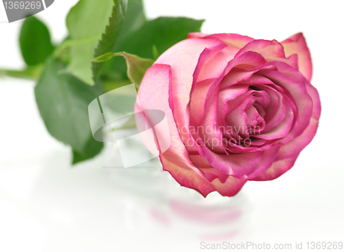 Image of pink rose