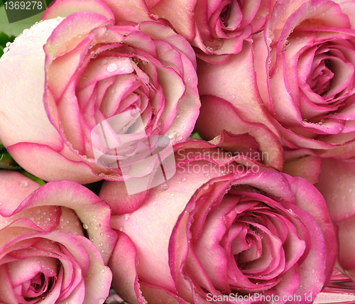 Image of pink roses 