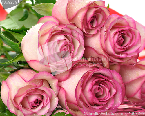 Image of pink roses 