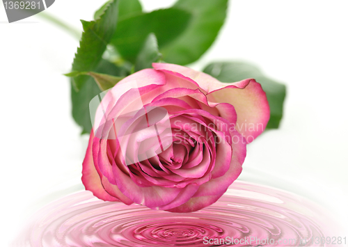 Image of pink rose 