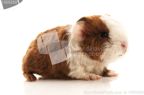 Image of baby guinea pig