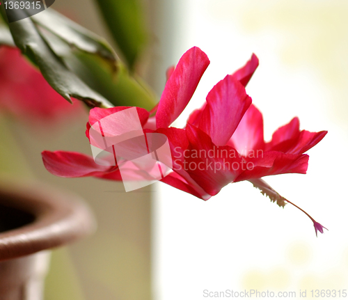 Image of Christmas cactus 