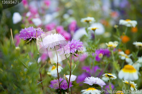 Image of Beautiful flowers, selective focus on purple flower