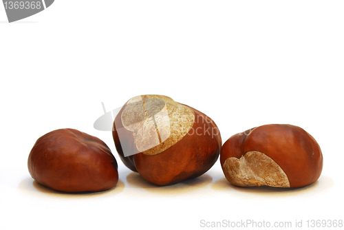 Image of Chestnut fruit