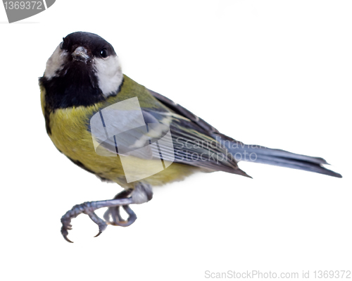 Image of Great Tit, Parus Major