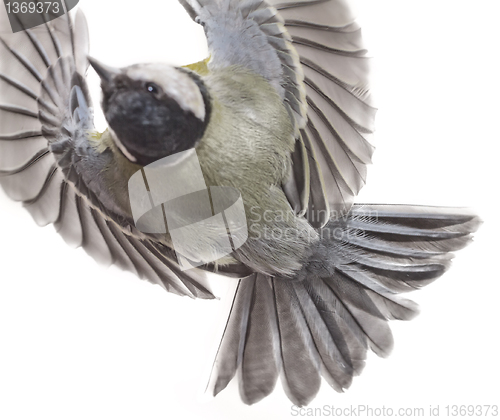 Image of Great Tit, Parus Major 2