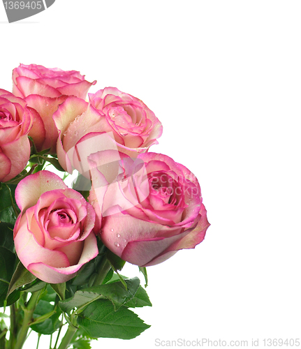 Image of pink roses 