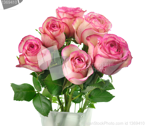 Image of pink roses 