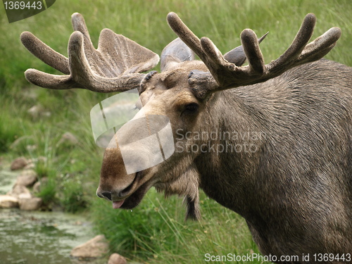Image of elk