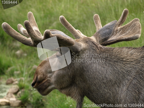 Image of wild elk