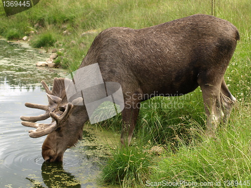 Image of elk 