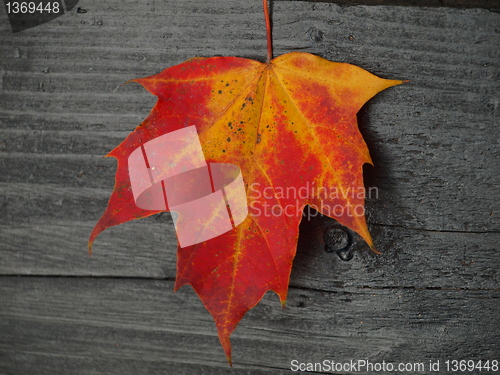 Image of autumn leaf