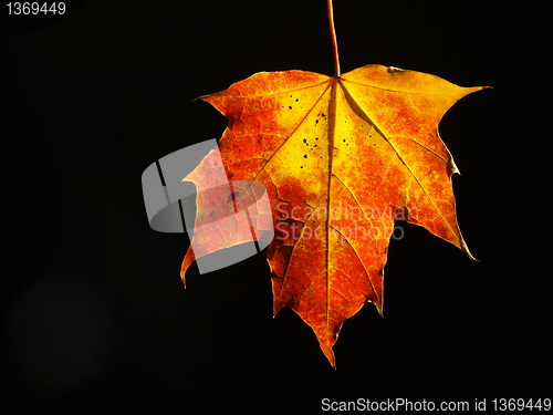 Image of autumn leaf 