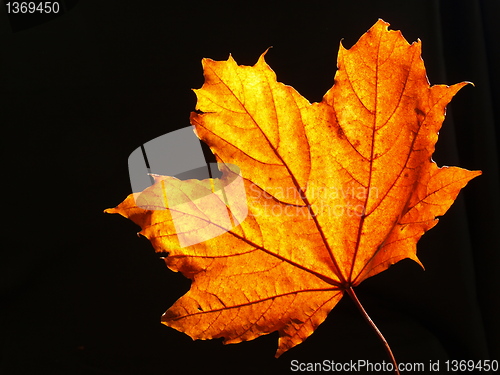 Image of maple leaf