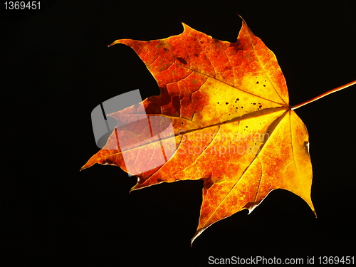 Image of leaf
