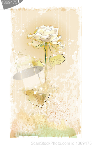 Image of vintage white rose