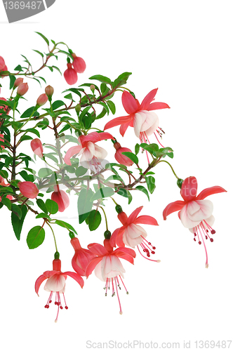 Image of Fuchsia flowers over white background