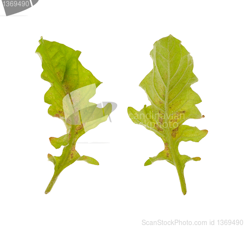 Image of Diseased leaf of  Gerbera Daisy  – fungal attacked