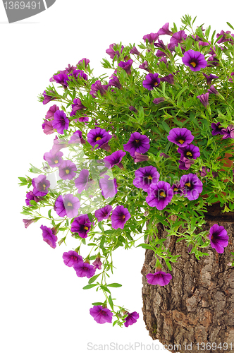 Image of Petunia, Surfinia flowers on tree trunk over white background